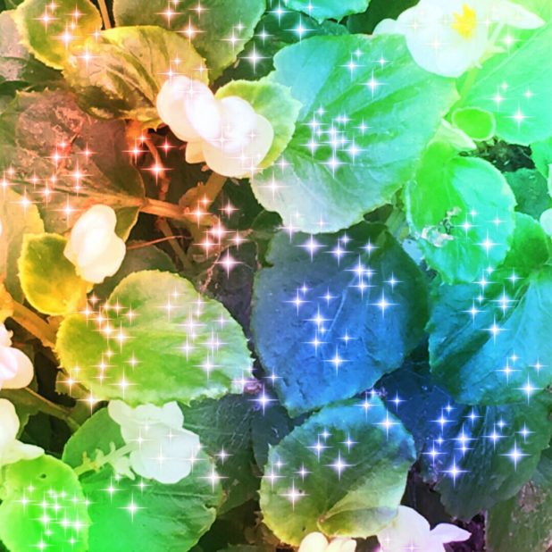 Flower light iPhone7 Plus Wallpaper