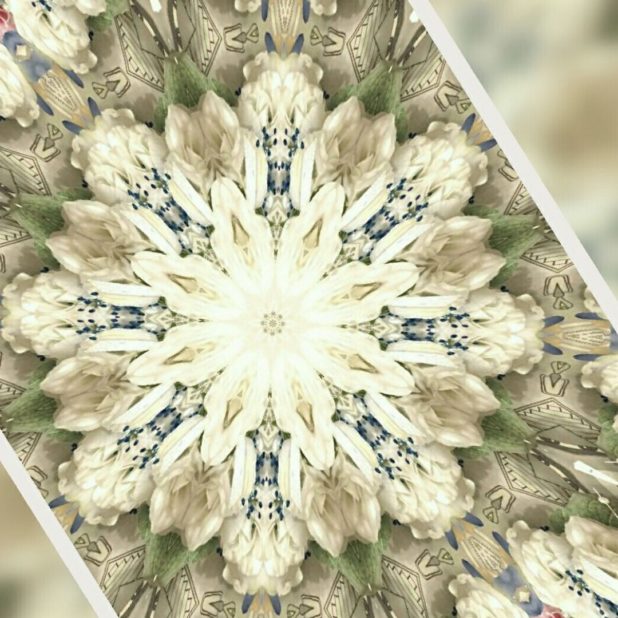 Flower card iPhone7 Plus Wallpaper