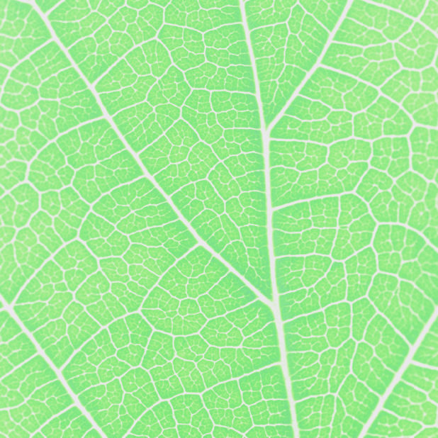 Pattern vein Green iPhone7 Plus Wallpaper