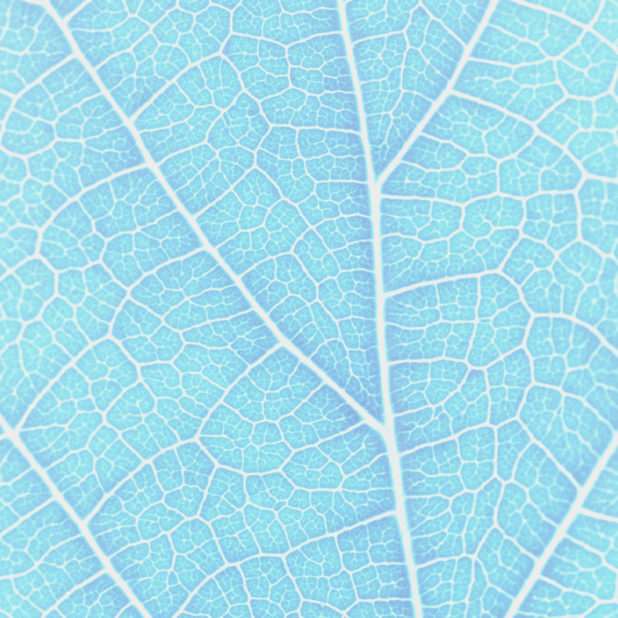 Pattern vein Blue iPhone7 Plus Wallpaper