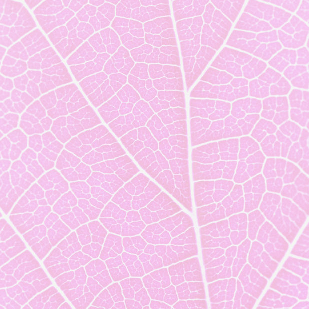 Pattern vein Pink iPhone7 Plus Wallpaper