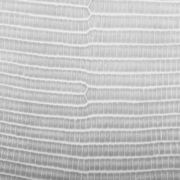 Leaf vein gradation Gray iPhone7 Plus Wallpaper