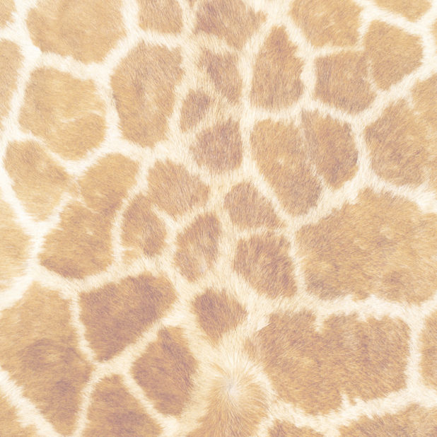 Fur pattern orange iPhone7 Plus Wallpaper
