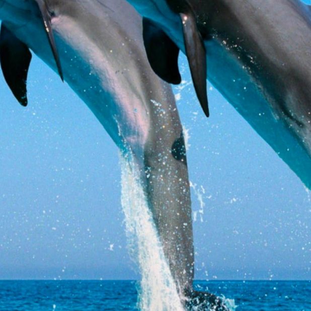 Animal dolphin iPhone7 Plus Wallpaper