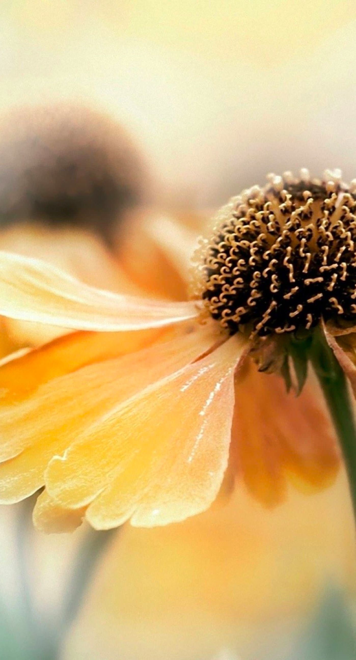 Natural flower ki wallpaper.sc iPhone7Plus