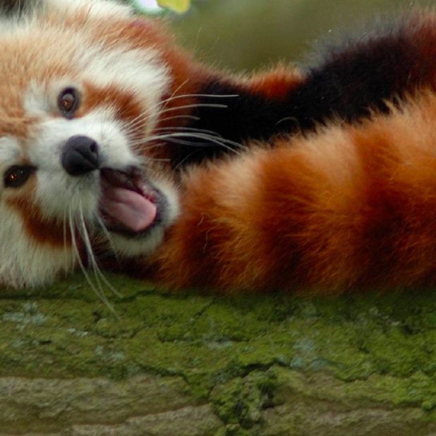 Animal red pandas iPhone7 Plus Wallpaper