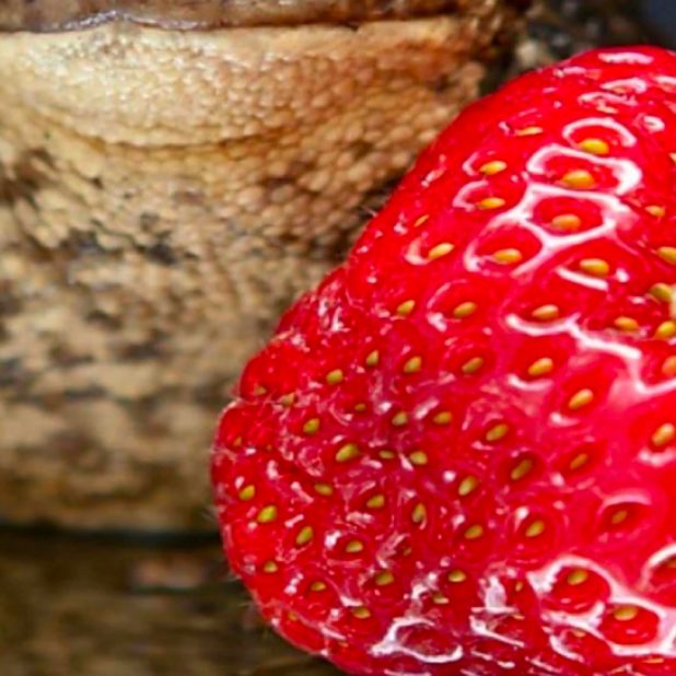 Animal frog food strawberry iPhone7 Plus Wallpaper