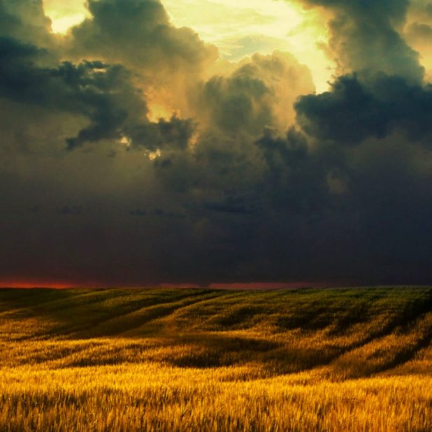 Grassland landscape iPhone7 Plus Wallpaper