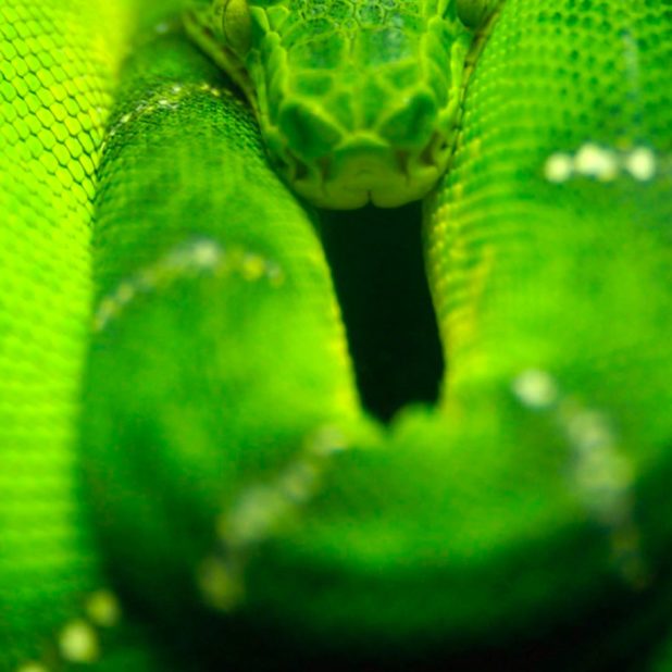 Animal snake green iPhone7 Plus Wallpaper