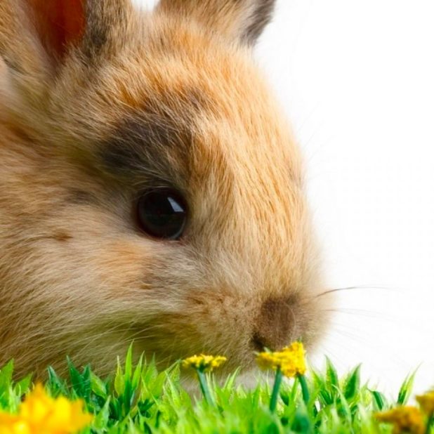 Animal rabbit iPhone7 Plus Wallpaper