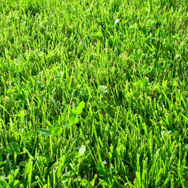 Natural grass green iPhone7 Plus Wallpaper