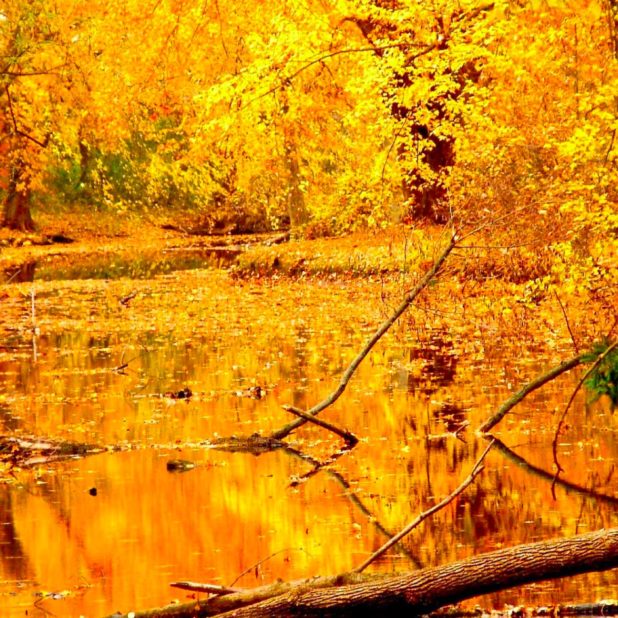 Landscape yellow autumn leaves iPhone7 Plus Wallpaper