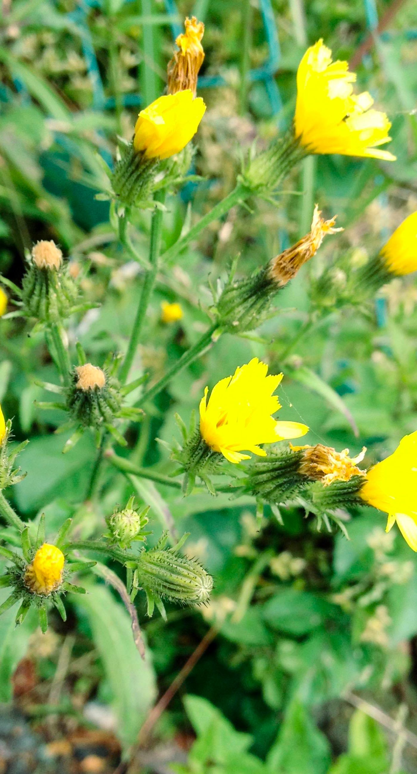 Natural flower ki wallpaper.sc iPhone7Plus