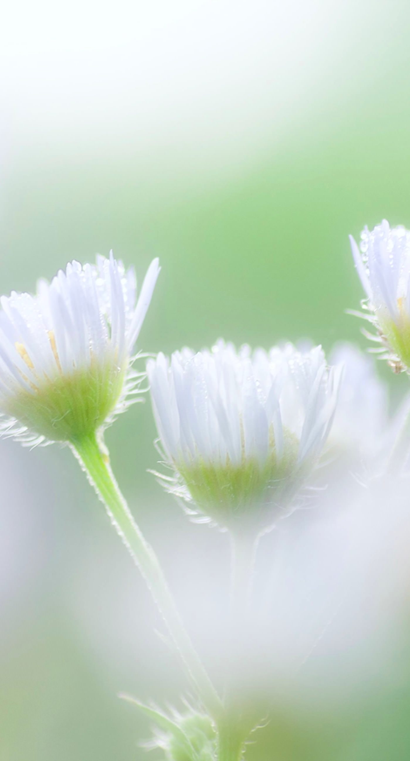 Natural flower white wallpaper.sc iPhone7Plus