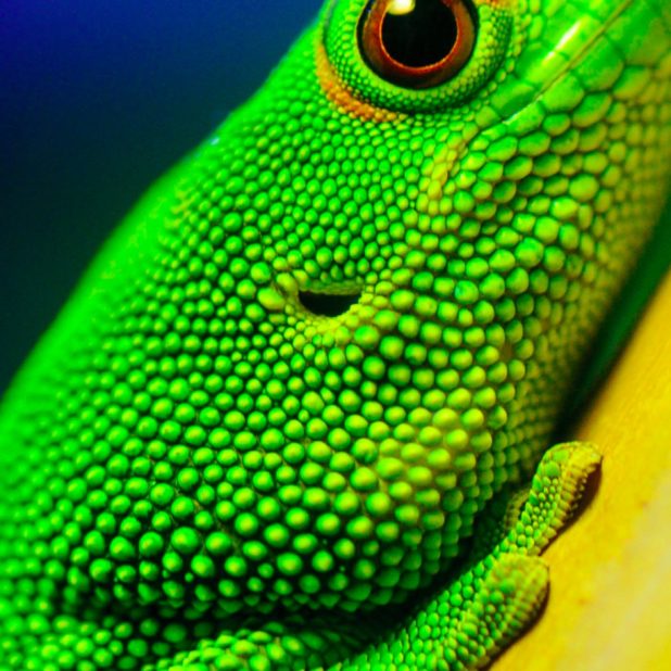 Animal green lizard iPhone7 Plus Wallpaper