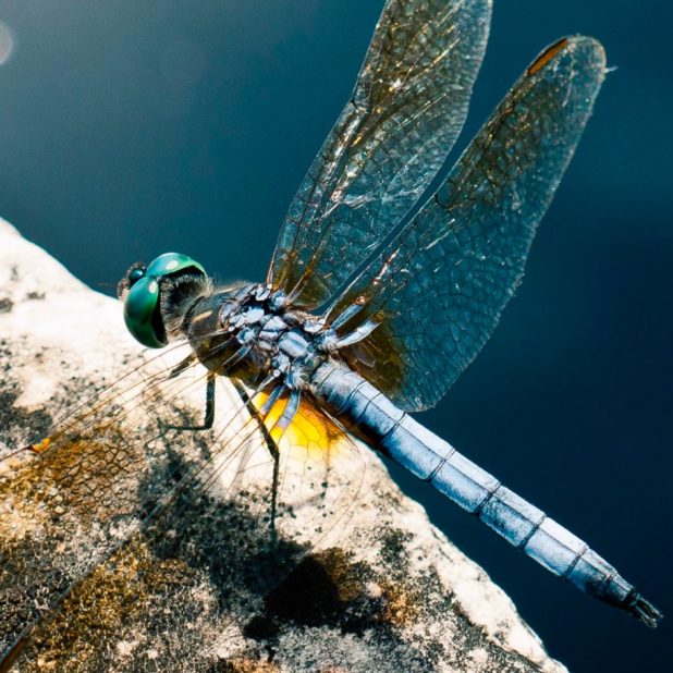 Animal dragonfly iPhone7 Plus Wallpaper