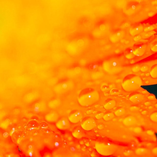 Natural  flower  orange iPhone7 Plus Wallpaper
