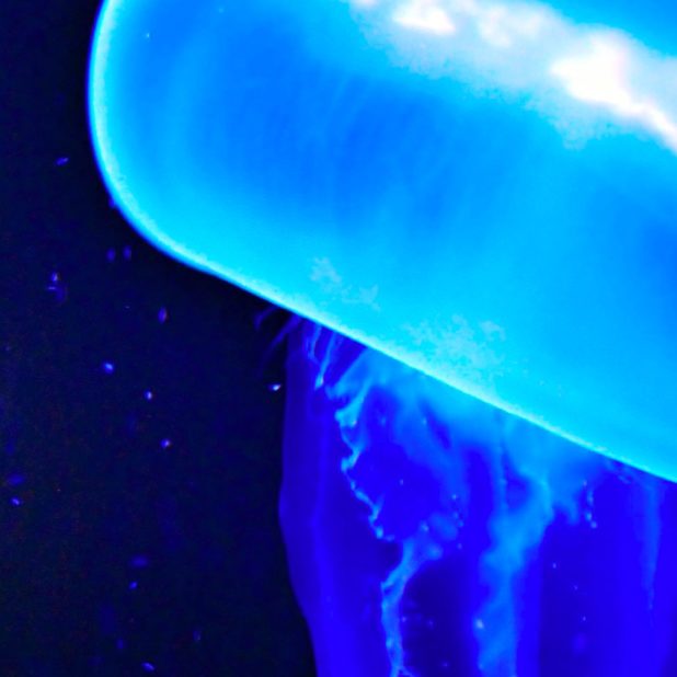 Blue jellyfish creatures iPhone7 Plus Wallpaper