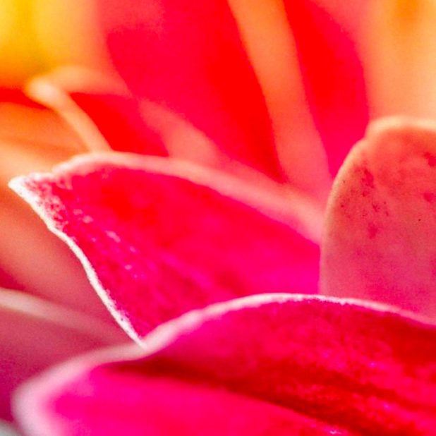 Landscape blur flower iPhone7 Plus Wallpaper