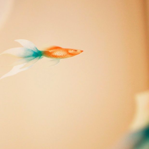 Goldfish fish blur iPhone7 Plus Wallpaper