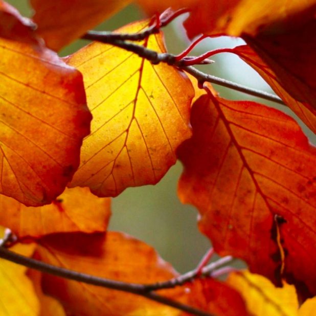 Autumn Leaves Nature iPhone7 Plus Wallpaper
