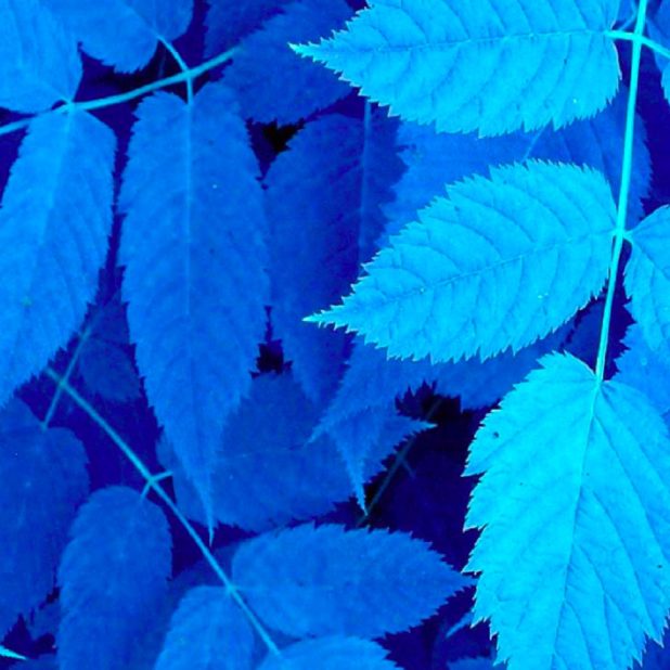 blue ba Cool iPhone7 Plus Wallpaper