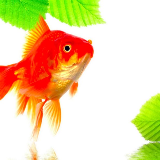 Goldfish green red iPhone7 Plus Wallpaper