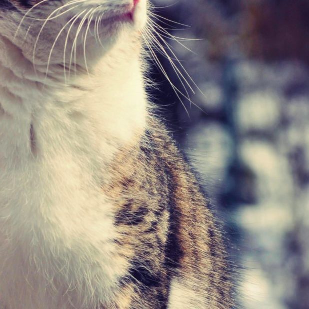 Cat animal blur iPhone7 Plus Wallpaper