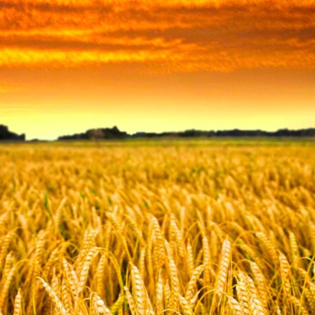 Rice scenery sky sunset iPhone7 Plus Wallpaper