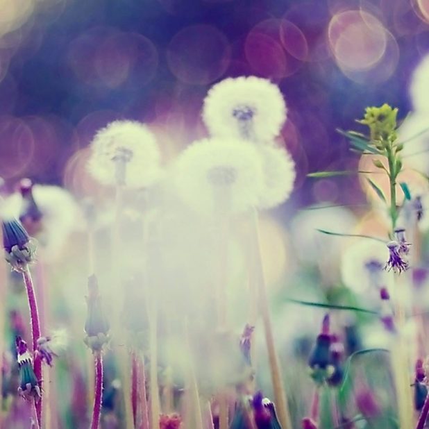 Dandelion blur iPhone7 Plus Wallpaper