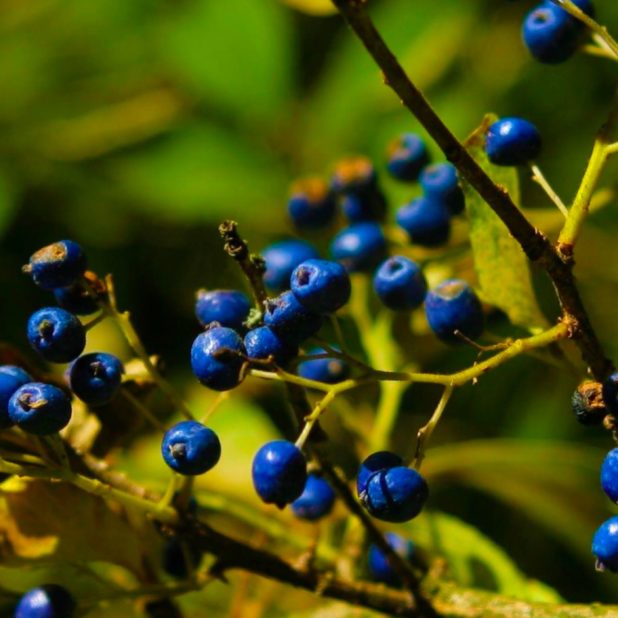 Blueberry blue-green iPhone7 Plus Wallpaper