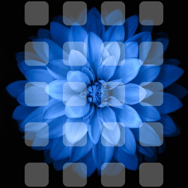 Blue black and white flower shelf iPhone7 Plus Wallpaper