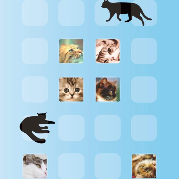 shelf  cat  blue iPhone7 Plus Wallpaper