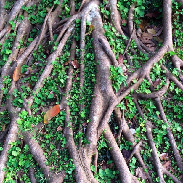 Natural green tea tree roots iPhone7 Plus Wallpaper