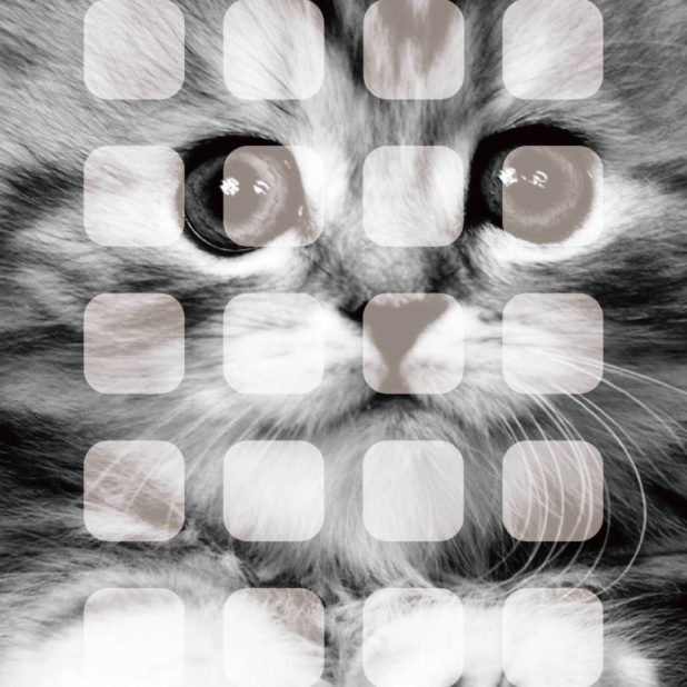 Animal cat shelf monochrome for girls iPhone7 Plus Wallpaper