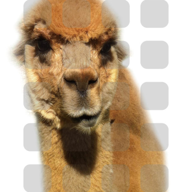 Alpaca animal white orange iPhone7 Plus Wallpaper