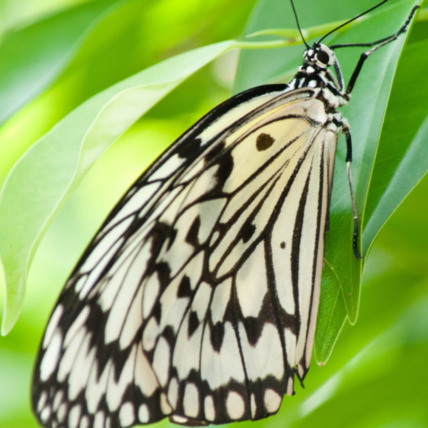 Landscape nature butterfly leaf iPhone7 Plus Wallpaper