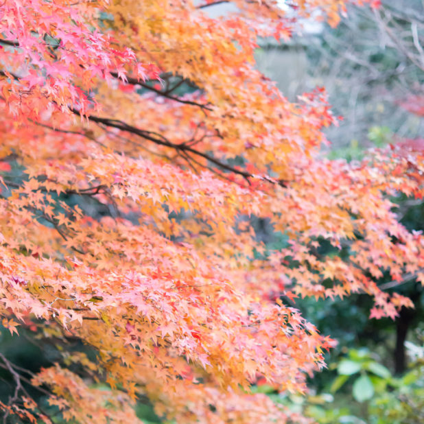 Landscape autumn leaves natural iPhone7 Plus Wallpaper