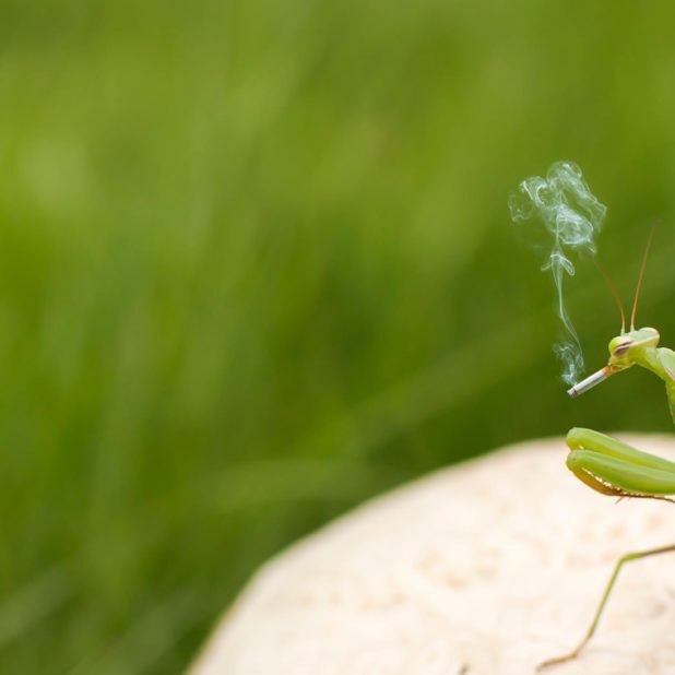 Insect praying mantis green blur iPhone7 Plus Wallpaper