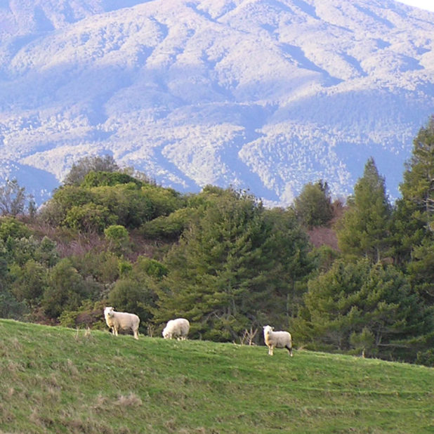 Landscape mountain animal goat iPhone7 Plus Wallpaper