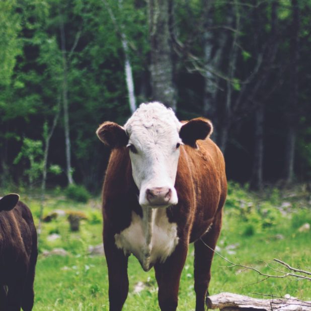 Landscape forest animal cattle iPhone7 Plus Wallpaper