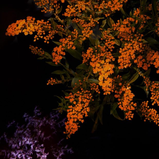 Orange flower cool iOS9 iPhone7 Plus Wallpaper