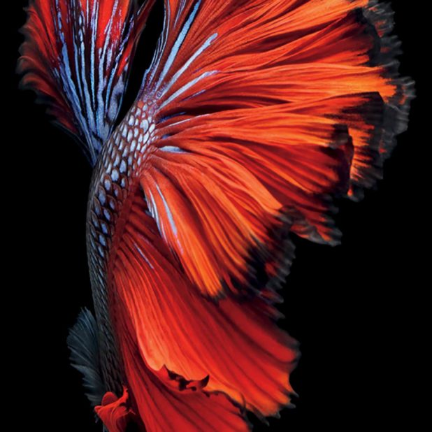 Black Red Fish iPhone6sPlus Cool iPhone7 Plus Wallpaper