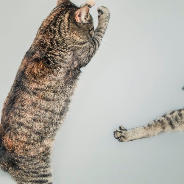 Animal cat jump iPhone7 Plus Wallpaper