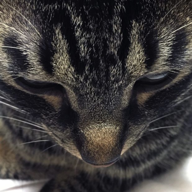 Animal cat Kijitora face iPhone7 Plus Wallpaper
