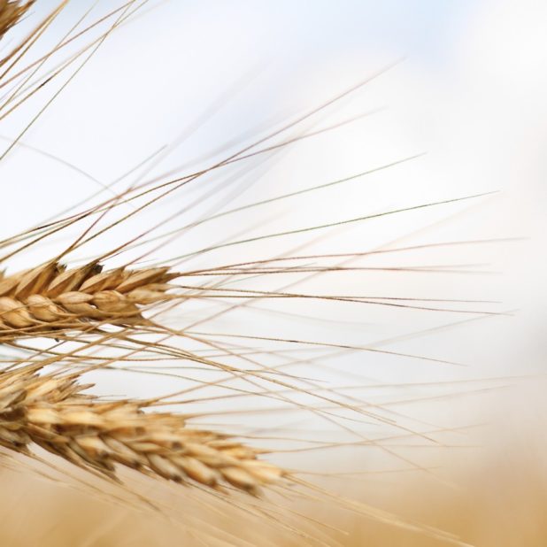 Wheat yellow iPhone7 Plus Wallpaper