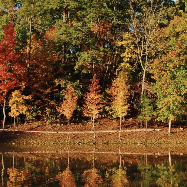 Landscape autumn leaves tree nature iPhone7 Plus Wallpaper