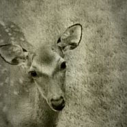 Deer animal iPhone8 Wallpaper