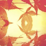 Autumn foliage water surface iPhone8 Wallpaper