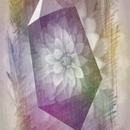 Flower stone iPhone8 Wallpaper